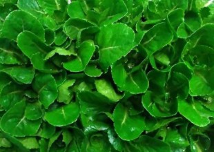 lechuga