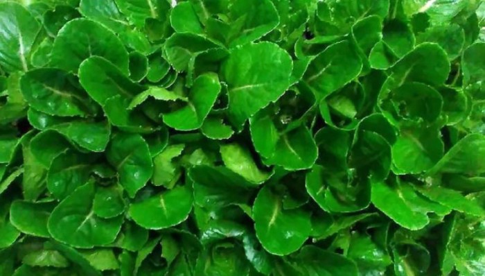 lechuga