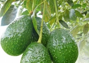palta